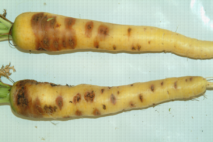 Vue caractéristique d'une carotte avec des symptômes de rhizoctone brun
